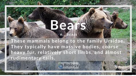 bear dictionary|what does bear stand for.